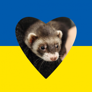 Sydämen muotoon syvätty kuva fretistä Ukrainan lipun päällä