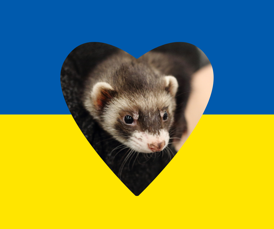 Sydämen muotoon syvätty kuva fretistä Ukrainan lipun päällä